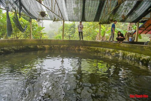 Khởi nghiệp với mô hình nuôi cá Tầm, thu gần 2 tỷ đồng/năm